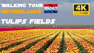 🇳🇱 Let's Know the Tulips in the 🇳🇱Netherlands - Walking Tour 4K in the Tulips Fields 🇳🇱