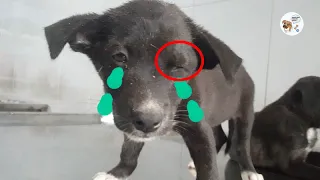 Rescue two sick abandoned puppies unattended. Emergency care for diarrhea