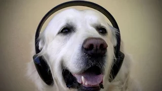 Cats and dogs love music – Funny and cute animals compilation