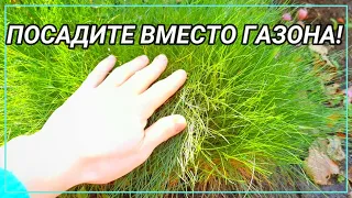 ПОСАДИТЕ ВМЕСТО ГАЗОНА! 7 лучших многолетников альтернатив газону.