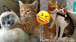 Funny Cat and Dogs🐱🐶- Cutest Cats and Dogs Video - Funny Animals 2024-New Funny Videos 2024😍