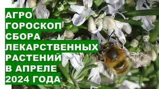 Аграрный гороскоп сбора лекарственных трав на апрель 2024Agricultural horoscope for collecting medic