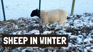 Sheep in the WINTER | Essentials + Tips