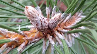 ЭФФЕКТИВНОЕ  лечение  КАШЛЯ сосновыми почками.