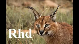 Caracal, Lions, Koodo of  South Africa  Karoo National Park.  Nature 2018 full HD.