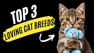 Top 3 Most Affectionate Cat Breeds | The 3 Most Affectionate Cat Breeds Revealed | Cats| Cat Breeds