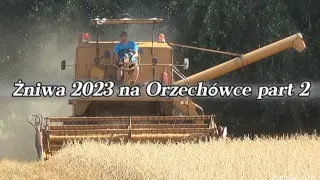 Prawdziwe Polskie Żniwa 2023 Na Orzechówce !! part 2 !!! prawdziwy dźwięk Andori SW 400 !!! 🔥🔥