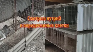 СМОТРИМ МОИХ НУТРИЙ И ПЕРЕДЕЛАННЫЕ КЛЕТКИ.