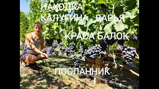 Находка Калугина, Дарья, Краса Балок, Посланник.