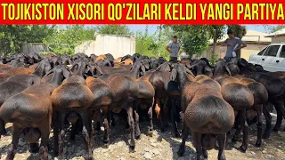 ☎️33-733-43-43 TOJIKISTON 9 OYLIK QO'ZILARI TUSHTI YANGI PARTIYA