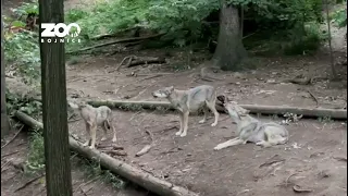 Vytie vlkov