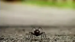 Mira este video y moriras de la risa carreras de insectos 2019