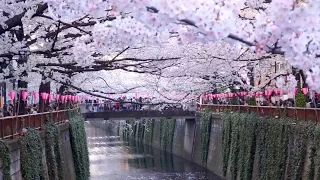 Tokyo's Best Cherry Blossom Spot: Meguro River 初めての目黒川花見