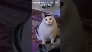 which cat voice is real?