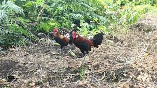 LAGI...!! AYAM HUTAN MASUK LINGKARAN RACIK SAMPAI  TERLALU DEKAT DENGAN PIKAT