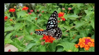 beautiful butterflies|فراشات ❤️#shorts#animal|flower