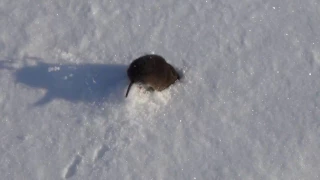 мышь бегает по снегу и зарывается в наст