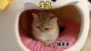 【牛奶是只猫】猫：你谁都不爱！你只爱你自己