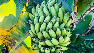 How long until my BANANA TREE produces FRUIT? | Growing Bananas is Easy