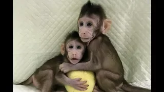 First monkey clones created in China and they are amazing!