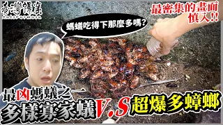 多樣寡家蟻吃爆櫻桃紅蟑？｜史上最密集的畫面｜【臺灣蟻窟】