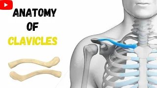 ANATOMY OF CLAVICLE WITH THEIR ATTACHMENT AND SIDE DETERMINATION  ( part 3/4)