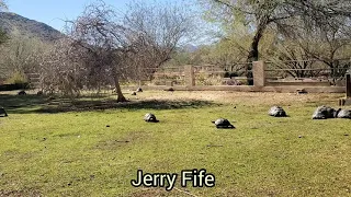 The Tortoise Life 🐢 II.