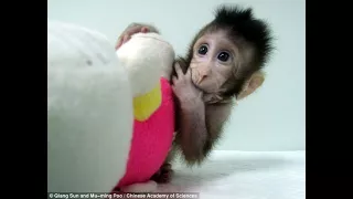 Cute monkey clones created in China in world first