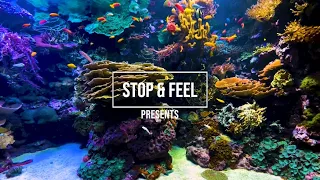 Aquarium 【FHD/60FPS】1 Hour with Music