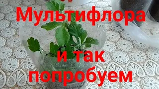 Хризантема мультифлора.  Отводки с корнями, рассаживаем отдельно.