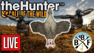 Here Kitty Kitty!! Big Cat Hunting with Scarecrow! | theHunter: Call of the Wild