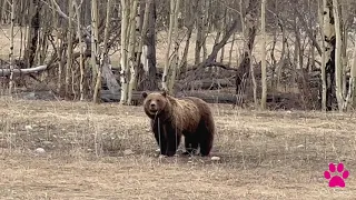 Grizzly Bear 399 (Queen of Tetons) and Her Four Yearling Cubs-April 2022 #grizzly399 #grizzlycubs