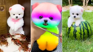 Tik Tok Chó Phốc Sóc Mini #1 - Funny and Cute Pomeranian 2024