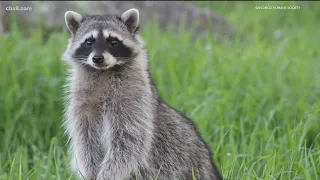 Raccoon sightings, encounters on the rise in San Diego County