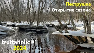 truttaholics. Открытие сезона ручьевой форели 2024