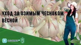 Уход за озимым чесноком весной