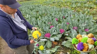 Цвітна капуста яка вас здивує‼️ Вирощування