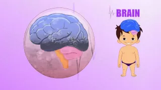 Brain - Human Body Parts - Pre School - Animated Videos For Kids