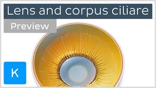 Lens and ciliary body: anatomy, histology and action (preview) | Kenhub