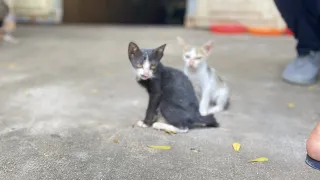 I saw 6 poor kittens don’t have enough food for eat | FTC Meow