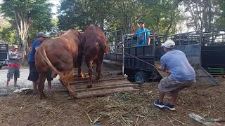 SAPI MBERUD SPEEK QURBAN GEGERKAN PASAR WAGE PATI || SAPI QURBAN 2024