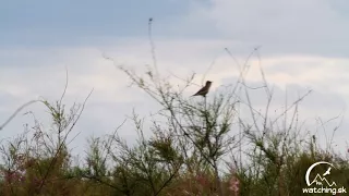 Iduna pallida (sedmohlások bledý / Eastern olivaceous warbler)