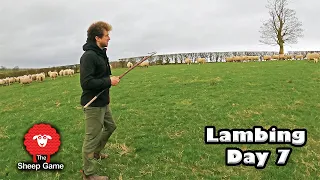 LAMBS COMING BACKWARDS!  |  vlog 7 - Lambing 2021