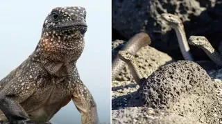 As Soon As This Baby Iguana Is Born, It Has To Outrun Dozens Of Hungry Snakes