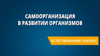 Самоорганизация в развитии организмов