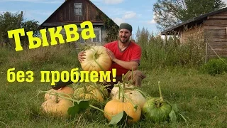 Тыква без полива и прополки // Из города в деревню