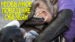 СМОТРЕТЬ ВСЕМ - Необычное поведение обезьян | Приколы 2020 с шимпанзе | Смешные животные 2020