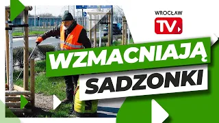 Pielęgnują sadzonki drzew, aby miały łatwiejszy start | Wrocław TV