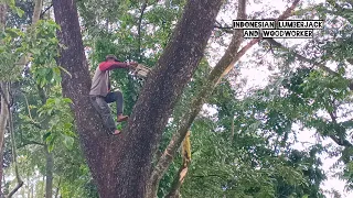 High risk !! 2 operators were dispatched to cut down this tree.