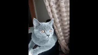 Британский кот 🐱 Томас  5 месяцев